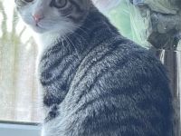 Katze sucht ein neues zu Hause