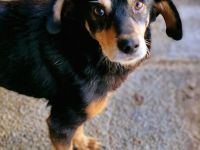 Bogi, ein freundlicher, kleiner Bub, möchte adoptiert werden