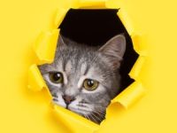 Zoe aus Wildpoldsried