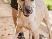 Özi, die große Rennsemmel auf vier Pfoten