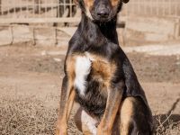 Deni, jung und verspielt. Auch mit Kindern versteht er sich gut.