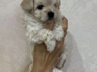 Maltipoo f1 mini