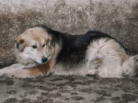 Magst du Inga ein Zuhause schenken?