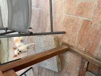 Chihuahua mit Ahnentafel