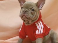 Französische Bulldogge