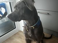 American Bully Hündin