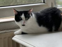 Taranis, hast du einen Platz für diesen wunderbaren Kater?