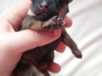 5 Zwergpinscher Welpen (7 Wochen alt)