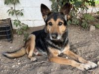 Flash, geb. ca. 09/2017, lebt in GRIECHENLAND, auf einer privaten Pflegestelle