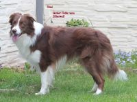 Border Collie Deckrüde