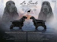 Hochwertige englische Cocker Spaniel-Welpen