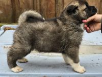 American Akita Welpen