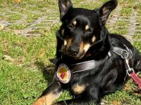 Sami sucht liebevolle Menschen