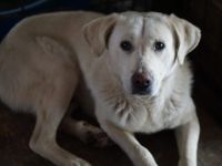 Aico, Labrador sucht Halter: Adopt, don´t shop!