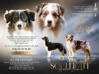Australian Shepherd Welpen Januar 2025 (ASCA)
