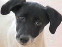 Opal 3 (frei) und Onyx (vermittelt), Pointer-Mix