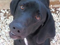 Charlie 11, männlicher Mischling