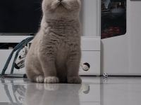 Reinrassige BKH Kitten mit Stammbaum