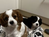 Cavalier King Charles Spaniel Welpen
