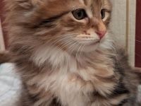 Kurilian Bobtail Kitten