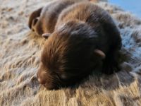 Schokoladenbärchen/ Braune Kleinspitzwelpen