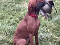 Magyar Vizsla aus Jagdlicher Leistungszucht