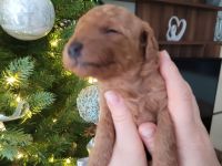 Reinrassige Zwergpudel Welpen