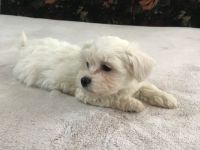Hund maltese welpen