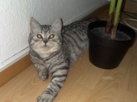 Britische kurzhaare katze jung