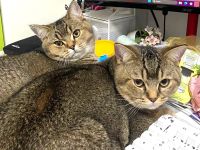 2x BKH Kater Kätzchen Kitten Britisch Kurzhaar aus Dortmund