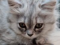 Süßes Britisch Langhaar Kätzchen BLH Kitte