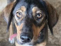 Zona, geb. ca. 11/2022, lebt in GRIECHENLAND, auf einer privaten Pflegestelle