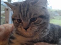 zauberhafter kleiner BKH Kater sucht ein neues Zuhause