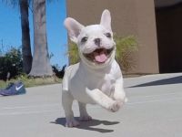Französische Bulldoggenwelpen zu verkaufen!