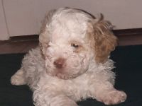 Wunderschöner Lagotto Romagnolowelpe