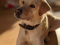 Hündin Abby / derzeit in 27419 Kalbe- Niedersachsen