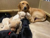 Wunderschöne Labradorwelpen suchen ihr Zuhause!