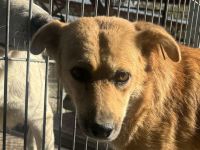 Fleur  ca. 8-jährige, nette Hündin, ca. 51 cm, wartet schon so lange im Tierheim