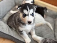 Reinrassige Siberian Husky Welpen