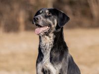 Zera sucht ihre Lieblingsmenschen