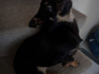 Chihuahua - Prager Rattler Mischlingsdame