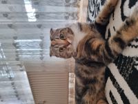 Dringend katze abzugeben