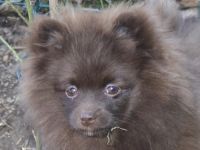 Flauschige Pomchi Welpen ( 75% Zwergspitz x 25% Chihuahua ) in schoko und creme !