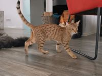 F5SBT Savannah Kitten verschmustes Mädel m. Stammbaum