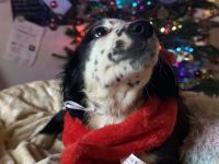 Nur noch 4 wunderschöne Welpen suchen ihr für immer zuhause!