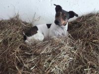 Suche Jack Russell Deckrüde