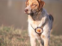 Dreibein Alisa sucht Menschen mit großem Herz