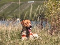 Dreibein Alisa sucht Menschen mit großem Herz