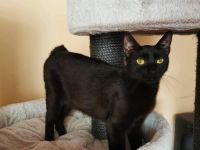 Die charmante Skadi möchte umziehen!