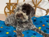 Lagotto Romagnolo Puppy FCI